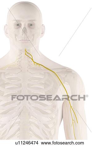 Picture - Human nerves, computer illustration.. Fotosearch