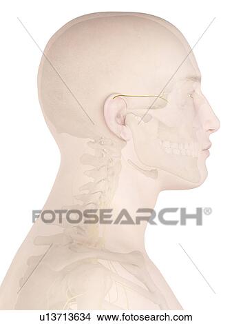 Human nerves, computer illustration. View Large Photo Image Picture - Human nerves, computer illustration.. Fotosearch