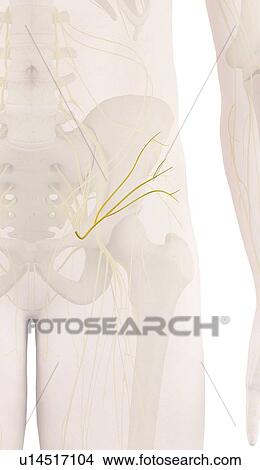 Picture - Human nerves, computer illustration.. Fotosearch