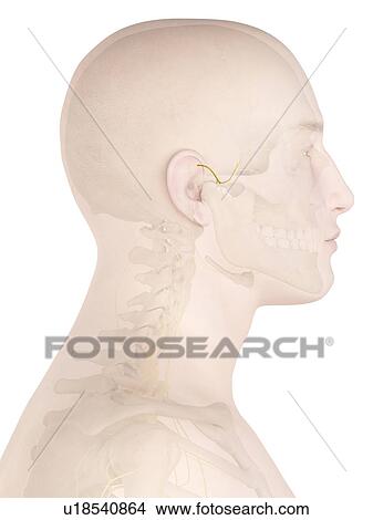 Picture - Human nerves, computer illustration.. Fotosearch