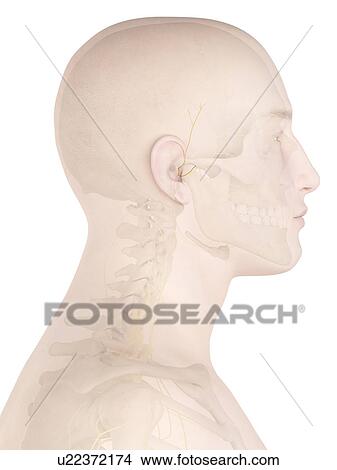 Picture - Human nerves, computer illustration.. Fotosearch