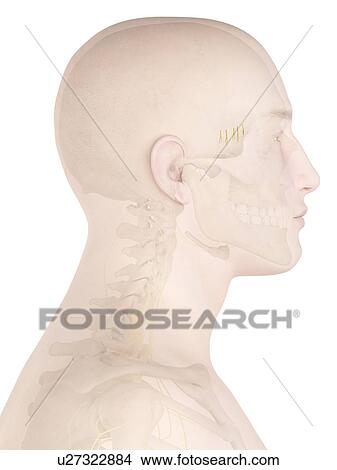 Picture - Human nerves, computer illustration.. Fotosearch