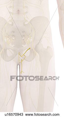 Stock Image - Human nerves, computer illustration.. Fotosearch