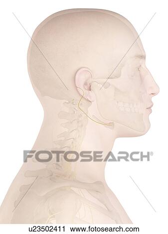 Human nerves, computer illustration. View Large Photo Image Stock Image - Human nerves, computer illustration.. Fotosearch