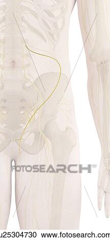 Human nerves, computer illustration. View Large Photo Image Stock Image - Human nerves, computer illustration.. Fotosearch