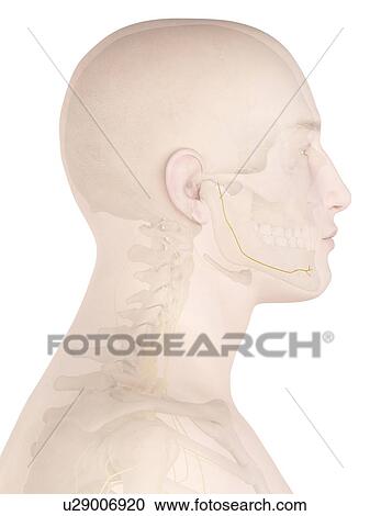 Stock Image - Human nerves, computer illustration.. Fotosearch