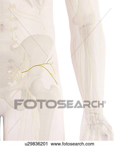 Stock Image - Human nerves, computer illustration.. Fotosearch