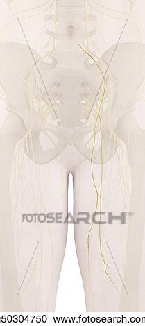 Stock Image - Human nerves, computer illustration.. Fotosearch