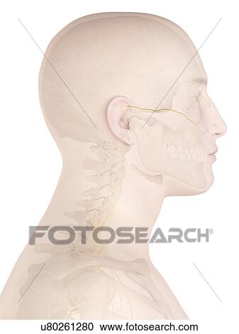 Stock Image - Human nerves, computer illustration.. Fotosearch