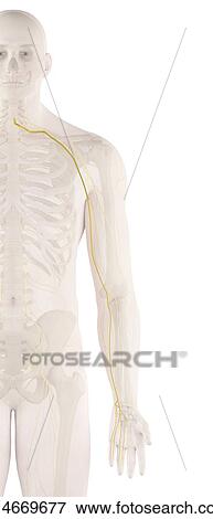 Stock Photo - Human nerves, computer illustration.. Fotosearch