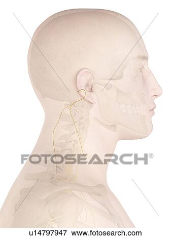 Stock Photo - Human nerves, computer illustration.. Fotosearch