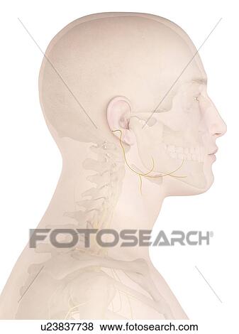 Stock Photo - Human nerves, computer illustration.. Fotosearch