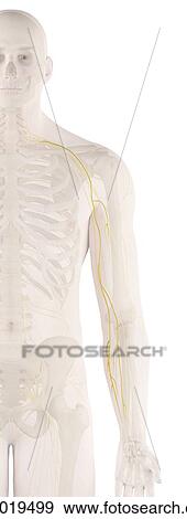 Stock Photo - Human nerves, computer illustration.. Fotosearch