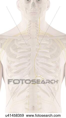 Human nerves, computer illustration. View Large Photo Image Stock Photo - Human nerves, computer illustration.. Fotosearch