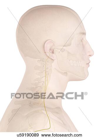 Stock Photo - Human nerves, computer illustration.. Fotosearch