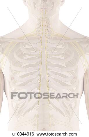 Stock Photograph - Human nerves, computer illustration.. Fotosearch