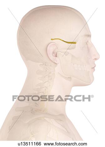 Stock Photograph - Human nerves, computer illustration.. Fotosearch
