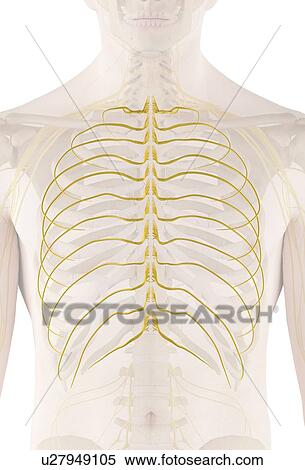 Stock Photography - Human nerves, computer illustration.. Fotosearch