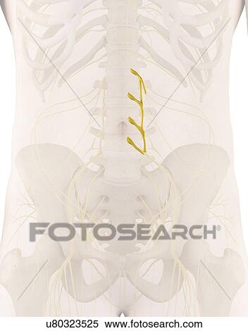 Stock Photography - Human nerves, computer illustration.. Fotosearch
