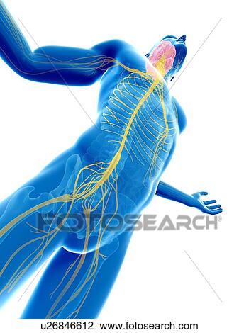 Human nervous system, computer artwork. View Large Photo Image Stock Image - Human nervous system, computer artwork.. Fotosearch
