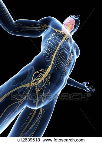 Stock Photo - Human nervous system, computer artwork.. Fotosearch