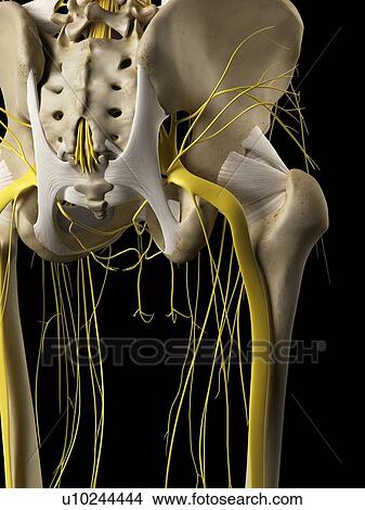 Picture - Human nervous system, computer illustration.. Fotosearch
