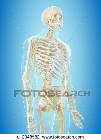 Stock Image - Human nervous system, computer illustration.. Fotosearch