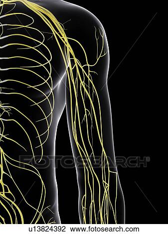 Stock Image - Human nervous system, computer illustration.. Fotosearch