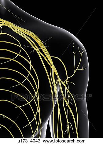 Stock Image - Human nervous system, computer illustration.. Fotosearch