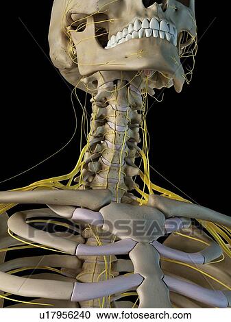 Stock Image - Human nervous system, computer illustration.. Fotosearch