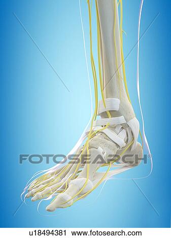 Human nervous system, computer illustration. View Large Photo Image Stock Image - Human nervous system, computer illustration.. Fotosearch