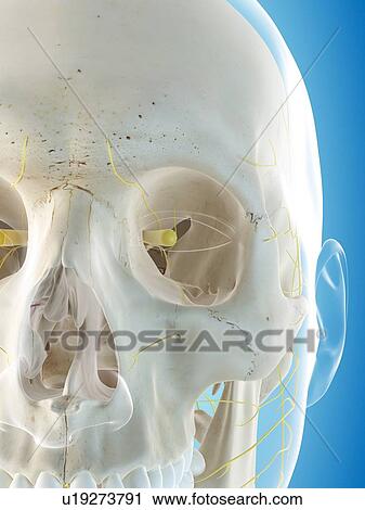 Stock Image - Human nervous system, computer illustration.. Fotosearch