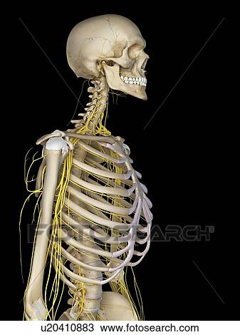 Human nervous system, computer illustration. View Large Photo Image Stock Image - Human nervous system, computer illustration.. Fotosearch