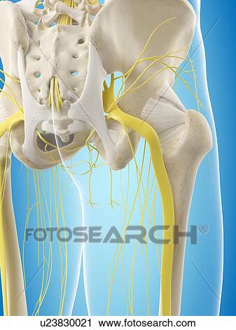 Stock Image - Human nervous system, computer illustration.. Fotosearch