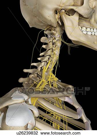 Stock Image - Human nervous system, computer illustration.. Fotosearch