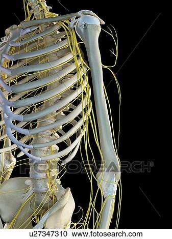 Stock Image - Human nervous system, computer illustration.. Fotosearch