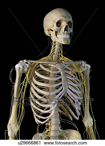 Human nervous system, computer illustration. View Large Photo Image Stock Image - Human nervous system, computer illustration.. Fotosearch