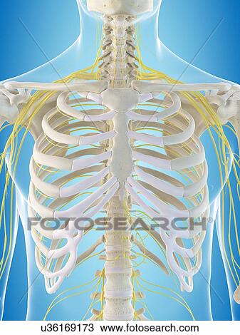 Stock Image - Human nervous system, computer illustration.. Fotosearch