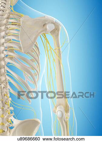 Stock Image - Human nervous system, computer illustration.. Fotosearch