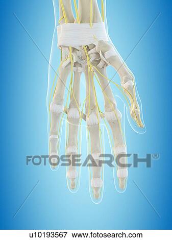 Stock Photo - Human nervous system, computer illustration.. Fotosearch