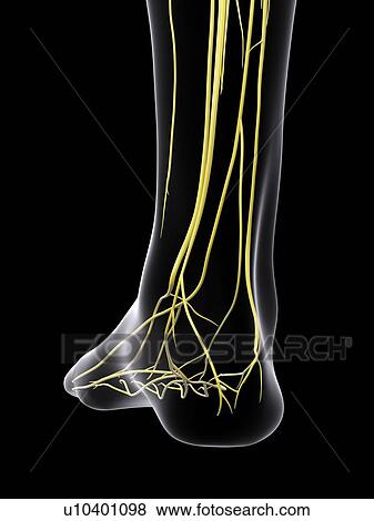 Human nervous system, computer illustration. View Large Photo Image Stock Photo - Human nervous system, computer illustration.. Fotosearch