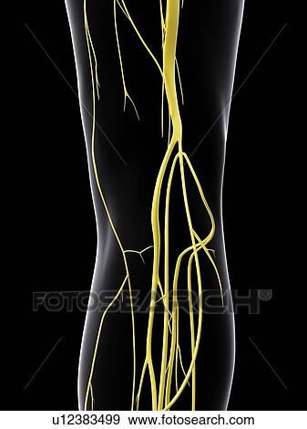 Stock Photo - Human nervous system, computer illustration.. Fotosearch
