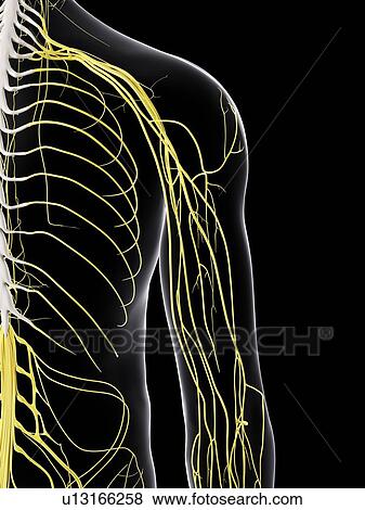 Stock Photo - Human nervous system, computer illustration.. Fotosearch