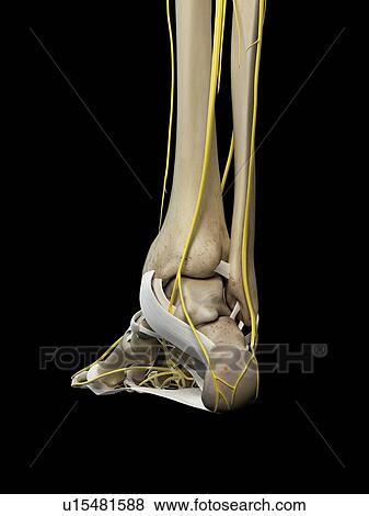 Human nervous system, computer illustration. View Large Photo Image Stock Photo - Human nervous system, computer illustration.. Fotosearch