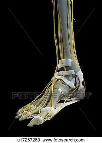 Stock Photo - Human nervous system, computer illustration.. Fotosearch