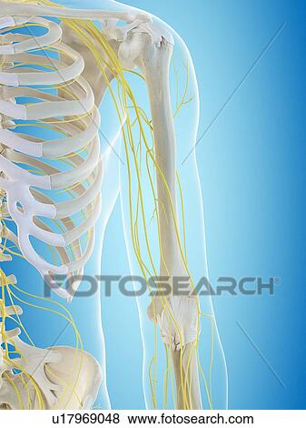 Stock Photo - Human nervous system, computer illustration.. Fotosearch