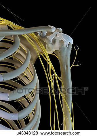Stock Photo - Human nervous system, computer illustration.. Fotosearch