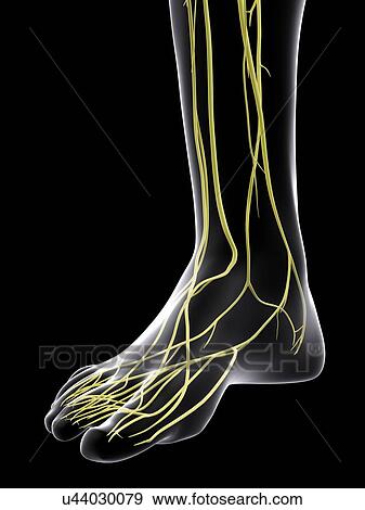 Stock Photo - Human nervous system, computer illustration.. Fotosearch