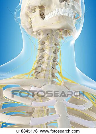 Stock Photograph - Human nervous system, computer illustration.. Fotosearch