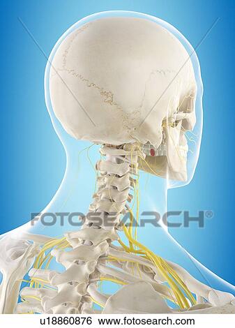 Human nervous system, computer illustration. View Large Photo Image Stock Photograph - Human nervous system, computer illustration.. Fotosearch